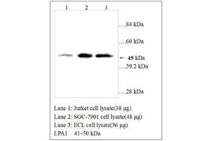 Image no. 1 for anti-Lysophosphatidic Acid Receptor 1 (LPAR1) (AA 342-359) antibody (ABIN791314) (LPAR1 Antikörper  (AA 342-359))