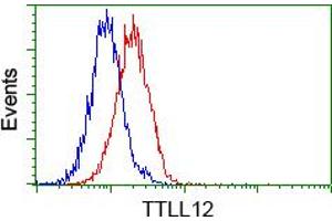 Image no. 4 for anti-Tubulin tyrosine Ligase-Like Family, Member 12 (TTLL12) antibody (ABIN1499033) (TTLL12 Antikörper)