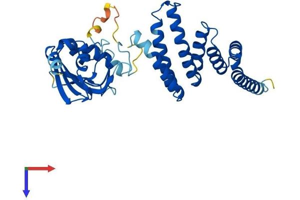 AIP Protein (AA 1-330) (His tag)