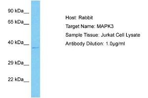 Host: Rabbit Target Name: MAPK3 Sample Type: Jurkat Whole Cell lysates Antibody Dilution: 1. (ERK1 Antikörper  (N-Term))
