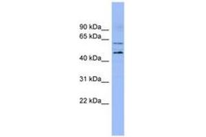 Image no. 1 for anti-Lipase Maturation Factor 1 (LMF1) (N-Term) antibody (ABIN6741872) (LMF1 Antikörper  (N-Term))