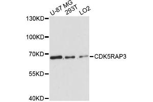 Western blot analysis of extracts of various cell lines, using CDK5RAP3 antibody (ABIN6290183) at 1:3000 dilution. (CDK5RAP3 Antikörper)