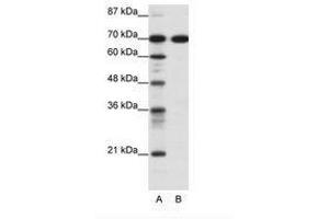 Image no. 1 for anti-RRN3 RNA Polymerase I Transcription Factor (RRN3) (C-Term) antibody (ABIN6736091) (RRN3 Antikörper  (C-Term))