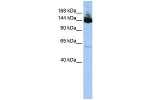 Symplekin antibody used at 1 ug/ml to detect target protein. (Symplekin Antikörper  (Middle Region))