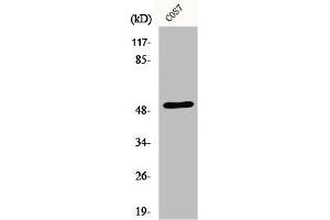 Western Blot analysis of COS7 cells using ETAR Polyclonal Antibody (Endothelin-1 Receptor Antikörper  (C-Term))
