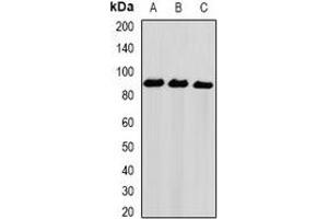Western blot analysis of NIRF expression in Hela (A), PC3 (B), THP1 (C) whole cell lysates. (UHRF2 Antikörper)