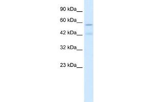 WB Suggested Anti-CHRNA5 Antibody Titration:  1.