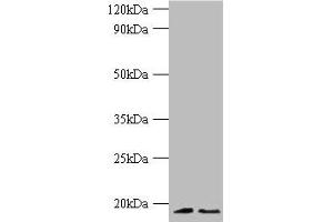 Western blot All lanes: Histone H3. (Histone H3.3 Antikörper  (AA 2-136))