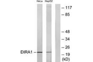 Western Blotting (WB) image for anti-DIRAS Family, GTP-Binding RAS-Like 1 (DIRAS1) (AA 149-198) antibody (ABIN2890364) (DIRAS1 Antikörper  (AA 149-198))