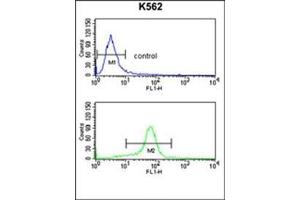 AP17917PU-N CACNA2D1 Antibody (N-term) Flow Cytometry analysis of K562 cells (bottom histogram) compared to a negative control cell (top histogram). (CACNA2D1 Antikörper  (N-Term))