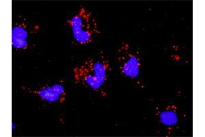 Proximity Ligation Analysis of protein-protein interactions between CASP3 and PAK2. (PAK2 Antikörper  (AA 131-230))