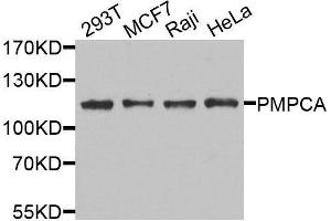 Western blot analysis of extracts of various cell lines, using PMPCA antibody. (PMPCA Antikörper  (AA 456-525))