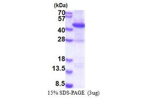 SDS-PAGE (SDS) image for RAD51 Homolog B (Rad51B) (AA 1-350) protein (His tag) (ABIN5853422)