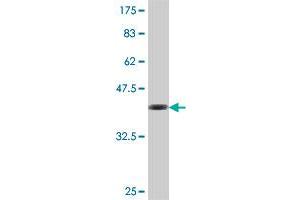 Western Blot detection against Immunogen (37.