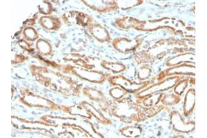 Formalin-fixed, paraffin-embedded human kidney stained with Aurora B Recombinant Mouse Monoclonal Antibody (rAURKB/1592). (Rekombinanter Aurora Kinase B Antikörper  (AA 89-251))