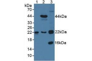 Figure. (TAGLN2 Antikörper  (AA 2-199))