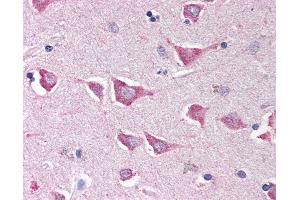 Anti-NLRC4 antibody IHC of human brain, cortex. (NLRC4 Antikörper  (C-Term))
