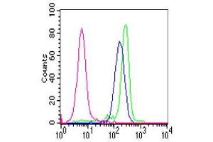 Reactivity of FITC-labelled GM-9A6 with polymorph nuclear cells. (CEACAM6 Antikörper)