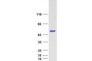 Validation with Western Blot (DAPK3 Protein (Myc-DYKDDDDK Tag))