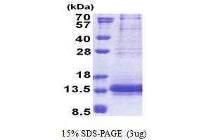 SDS-PAGE (SDS) image for NADH Dehydrogenase (Ubiquinone) Flavoprotein 3, 10kDa (NDUFV3) (AA 35-108) protein (His tag) (ABIN5853263)