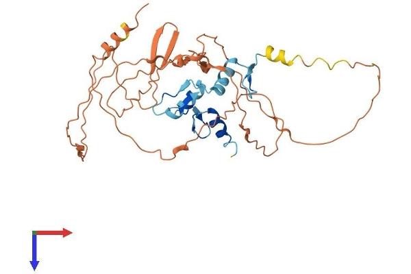 KLF8 Protein (AA 1-359) (His tag)