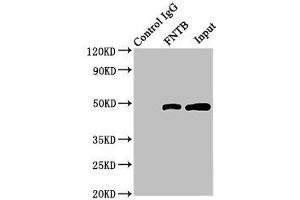 Western Blotting (WB) image for anti-Farnesyltransferase subunit beta (FNTB) (AA 1-300) antibody (ABIN7165586)