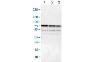 Western blot analysis of Lane 1: NIH-3T3 cell lysate (Mouse embryonic fibroblast cells), Lane 2: NBT-II cell lysate (Rat Wistar bladder tumour cells), Lane 3: PC12 cell lysate (Pheochromocytoma of rat adrenal medulla) with SNW1 polyclonal antibody  at 1:100-1:500 dilution.