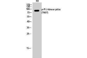 Western Blotting (WB) image for anti-Phosphoinositide 3 Kinase, p85 alpha (PI3K p85a) (pTyr607) antibody (ABIN3182646) (PIK3R1 Antikörper  (pTyr607))