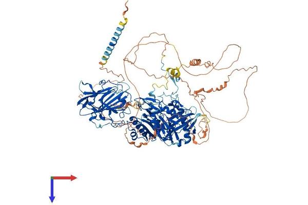 beta-1,4-N-Acetyl-Galactosaminyl Transferase 4 (B4GALNT4) (AA 1-1039) protein (His tag)