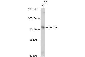 Western blot analysis of extracts of MCF7 cells, using  antibody (ABIN7265738) at 1:1000 dilution. (ABCD4 Antikörper  (AA 100-280))
