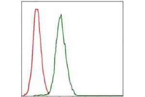 Image no. 1 for anti-Replication Protein A1, 70kDa (RPA1) antibody (ABIN1500741) (RPA1 Antikörper)