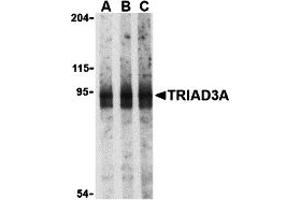 Western Blotting (WB) image for anti-Ring Finger Protein 216 (RNF216) (N-Term) antibody (ABIN1031641) (RNF216 Antikörper  (N-Term))