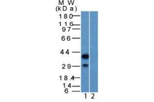 Western Blot of HEK293 lysate (1) Absence and (2) Presence of immunizing peptide p40 Rabbit PAb. (p63 Antikörper  (AA 5-17))