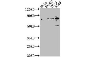 Western Blot Positive WB detected in: Hela whole cell lysate, HepG2 whole cell lysate, PC-3 whole cell lysate, A549 whole cell lysate All lanes: TNS4 antibody at 1:1000 Secondary Goat polyclonal to rabbit IgG at 1/50000 dilution Predicted band size: 77 kDa Observed band size: 77 kDa (Tensin 4 Antikörper  (AA 20-231))