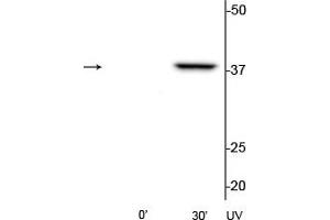 Western blot of HeLa cell lysates that had been treated with UV (~254 nm) for 0’ or 30’ showing the specific immunolabeling of the ~39 kDa p38 MAPK protein phosphorylated at Thr180/Tyr182. (MAPK14 Antikörper  (pThr180, pTyr182))