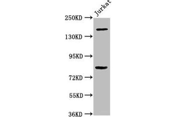 BCL9 antibody  (AA 231-340)