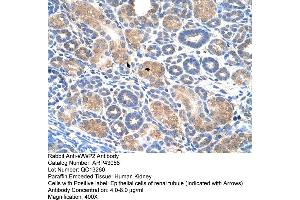 Human kidney (WWP2 Antikörper  (Middle Region))