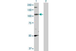 Western Blot analysis of PPFIBP2 expression in transfected 293T cell line by PPFIBP2 MaxPab polyclonal antibody.