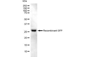 anti-GFP Tag antibody