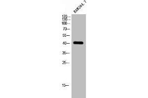 Western Blot analysis of RAW264. (GPS2 Antikörper  (N-Term))