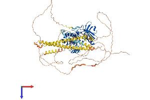 MYLK3 Protein (AA 1-795) (His tag)