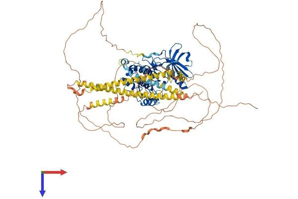 MYLK3 Protein (AA 1-795) (His tag)