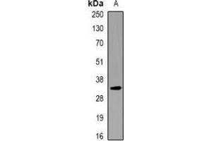 Western blot analysis of KCNE1 expression in RAW264. (KCNE1 Antikörper)