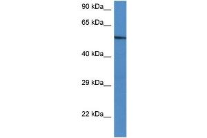 WB Suggested Anti-Zbtb43 Antibody   Titration: 1. (ZBTB43 Antikörper  (C-Term))
