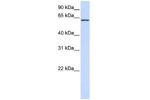 WB Suggested Anti-PROC Antibody Titration:  0.