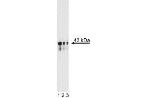 Western blot analysis of anti-mouse Nanog. (Nanog Antikörper)