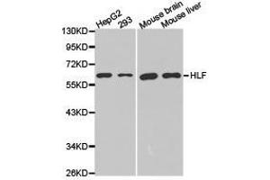 Western Blotting (WB) image for anti-Hepatic Leukemia Factor (HLF) antibody (ABIN1873036)