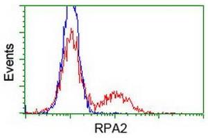 Image no. 1 for anti-Replication Protein A2, 32kDa (RPA2) antibody (ABIN1500738) (RPA2 Antikörper)
