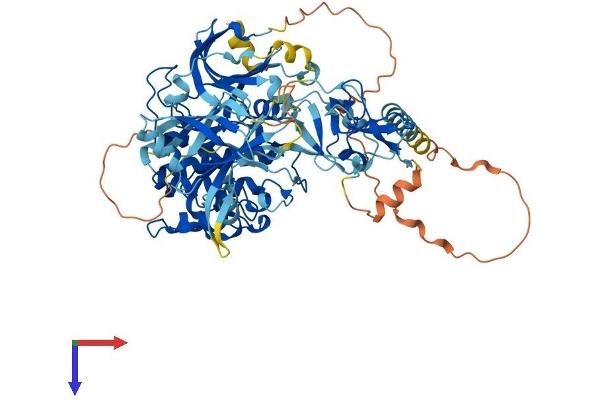 PKC theta Protein (AA 1-707) (His tag)