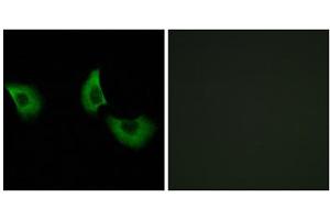Immunofluorescence analysis of A549 cells, using EFEMP2 antibody. (FBLN4 Antikörper  (Internal Region))